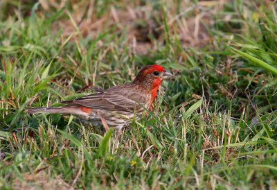 House Finch