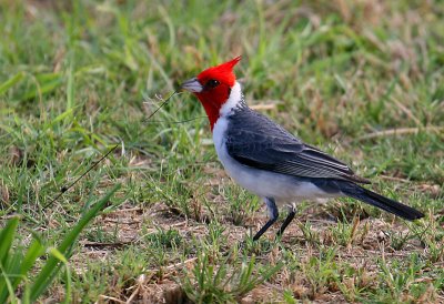 Red-crested Cardinal