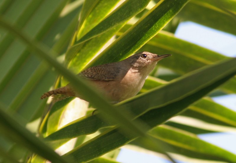 House Wren Troglodytes aedon Villa Tunari 090906.jpg