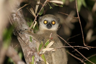 A5 081027 Wolly Lemur Avahi occidentalis Ankarafantsika.jpg