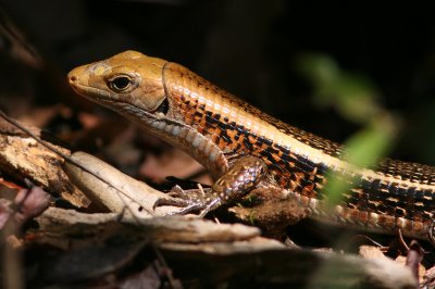 C6 081026 Madagascar Skink Zonosaurus madagascariensis Ankarafantsika.jpg