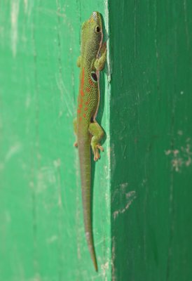 C7 081030 Gecko Phelsuma quadrocillata Ranomafana.jpg