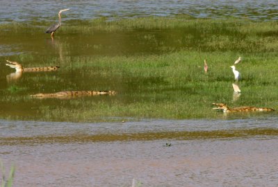 D5 081026 Nile Crocodile Crocodylus niloticus Ankarafantsika.jpg