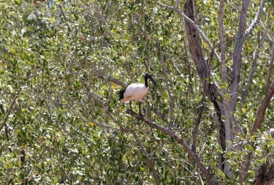 B4 081028 Madagascar Sacred Ibis Threskiornis aethopicus bernieri Betsiboka River.jpg