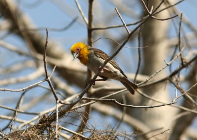 mad_birds
