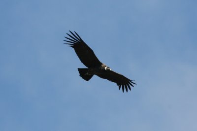 Andean Condor Vultur gryphus Refugio de los Volcanes  Cochabamba 090828.jpg