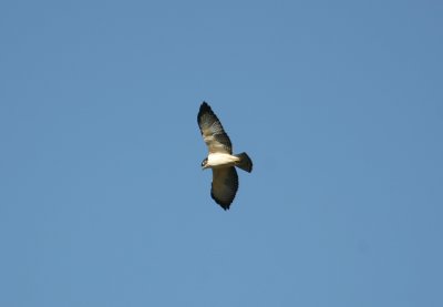 Short-tailed Hawk Buteo brachyurus ad Comarapa 090828.jpg