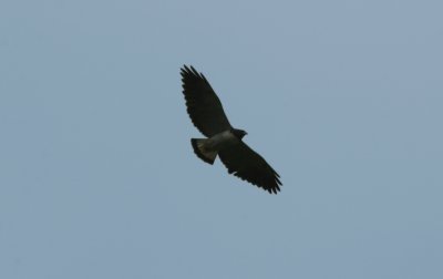 White-tailed Hawk Buteo albicaudatus Lomas de Arena 090823.jpg
