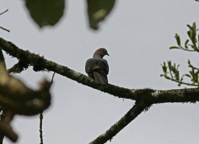 Plumbeous Pigeon Patagioenas plumbea San Jos 090904.jpg