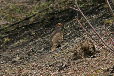 Bare-faced Ground-Dove Metriopelia ceciliae La Paz  Cochabamba 090903.jpg