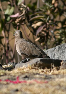 Black-winged Ground-Dove Metriopelia melanoptera Cerro Tunari 090830.jpg