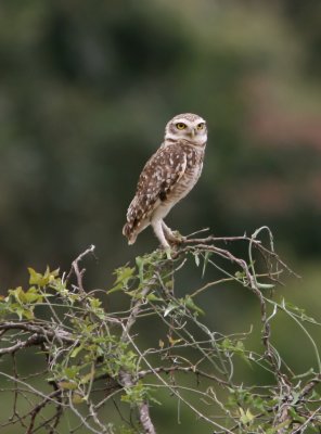 Burrowing Owl Athene cunicularia Lomas de Arena 090823.jpg
