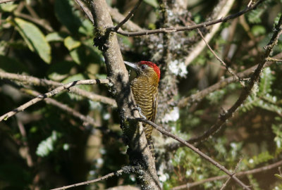 Bar-bellied Woodpecker Veniliornis nigriceps W Comarapa 090828.jpg