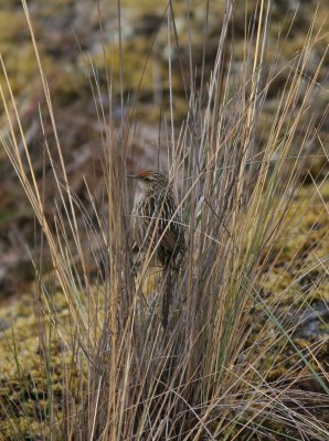 Scribble-tailed Canastero Asthenes maculicauda La Cumbre  Pongo Cordillera Real 090902.jpg