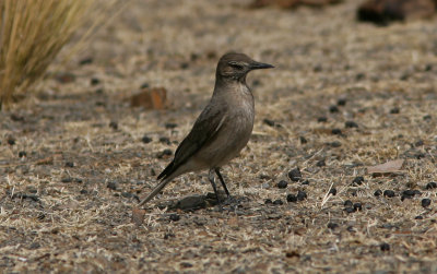 Black-billed Shrike-Tyrant Agriornis Montana intermedius La Paz  Cochabamba 090903.jpg