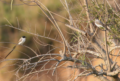 Fork-tailed Flycatcher Tyrannus savana Lomas de Arena 090823.jpg