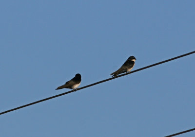 Blue-and-white Swallow Notiochelidon cyanoleuca Perereta 090827a.jpg