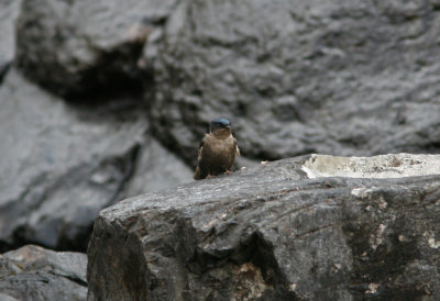 Brown-bellied Swallow Notiochelidon murina Pongo 090902.jpg