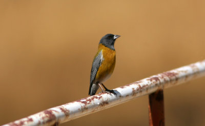 Peruvian Sierra-Finch Phrygilus punensis Huarina 090901.jpg
