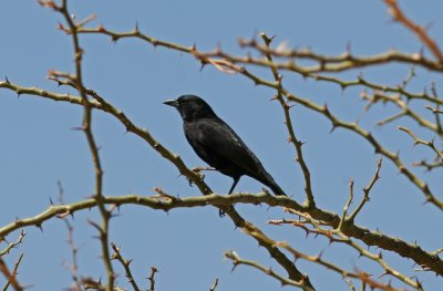 Bolivian Blackbird Agelaioides oreopsar Perereta 090827.jpg