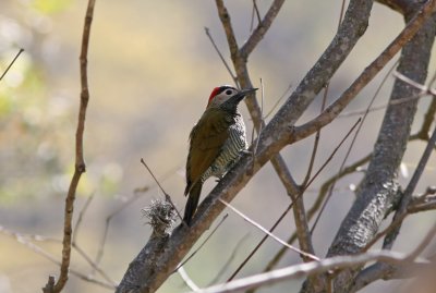 Golden-olive Woodpecker, Piculus rubiginosus. female Mairana 090826.jpg