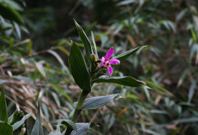 2h Orchid sp, Cotopapa 090902.jpg