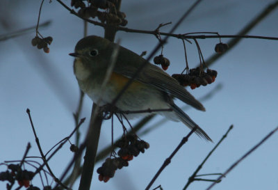 Red-flanked Bluetail Tarsiger cyanurus 1winter/ female Osby 100109.jpg