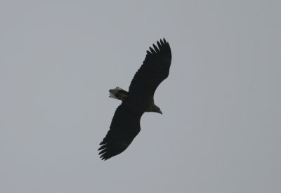 White-tailed Eagle Haliaeetus albicilla older subad Lomma 100117.jpg