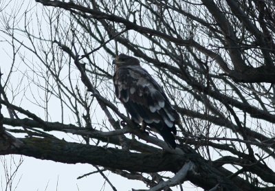 Steppe Eagle Aquila Nipalensis subad Prstberga Lomma 100326 a.jpg