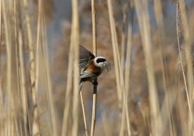 Penduline Tit Remiz pendulinus male Borgeby 2010 04 14b.jpg