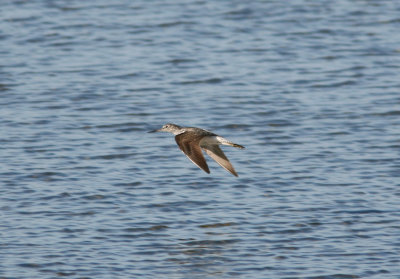 Common Greenshank Tringa nebularia Habo Ljung 100425.jpg