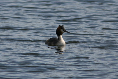 Great Crested Grebe Podiceps cristatus Kyrkdammen Lomma 100425.jpg