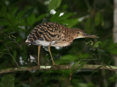 1a Rufescent Tiger-Heron Tigrisoma lineatum imm Cana 100213.jpg