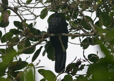 1i Crested Guan Penelope purpurascens Pirre Mountain 100218.jpg