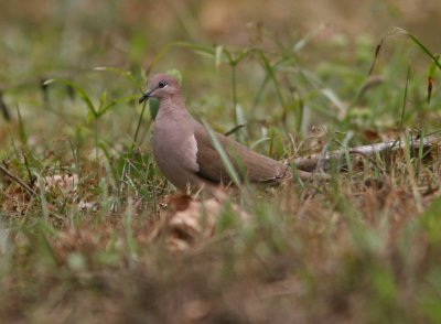 1k White-tipped Dove Leptotila verreauxi Cana 100215.jpg