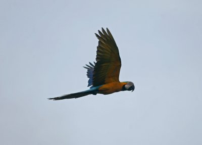 1la Blue-and-Yellow Macaw Ara ararauna Cana 100213.jpg