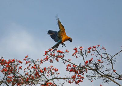 1lc Blue-and-Yellow Macaw Ara ararauna Cana 100213 b.jpg