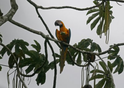 1ld Blue-and-Yellow Macaw Ara ararauna Cana 100213 c.jpg