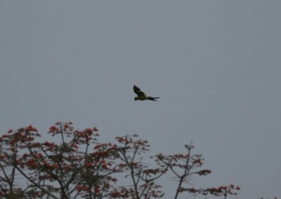 1m Great Green Macaw Ara a ambiguus Cana 100218.jpg