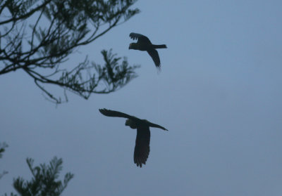 1na Chestnut-fronted Macaw Ara severa Cana 100212.jpg