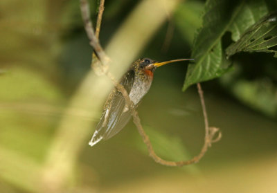 1p Band-tailed Barbthroat Threnetes ruckeri Cana 100213.jpg