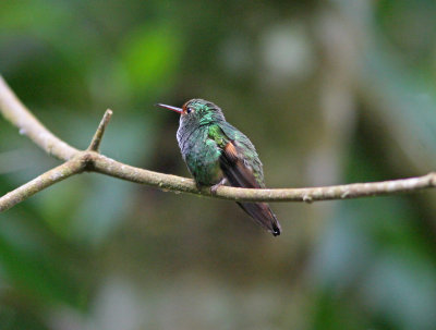 1r Pirre Hummingbird Rufous-cheeked H Goethalsia bella Pirre Mountain 100217.jpg