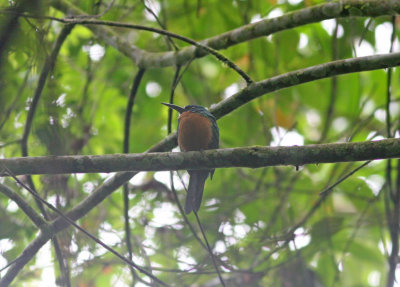 1xc Great Jacamar Jacamerops aureus penardi Cana 100215.jpg