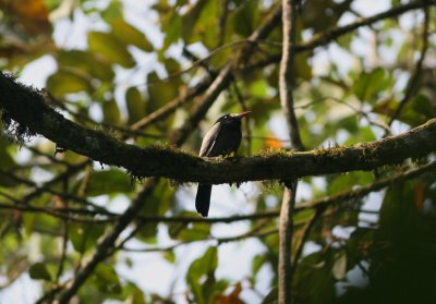 1yb White-fronted Nunbird Monasa morphoeus fidelis Cana 101219.jpg