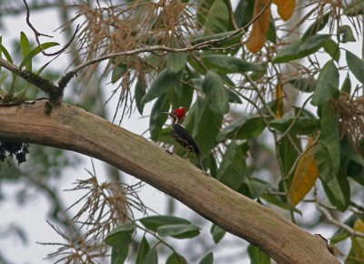 1z Lineated Woodpecker Dryocopus lineatus male Cana 100215.jpg