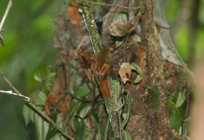 2c Plain Xenops Xenops minutus littoralis Cana 100214.jpg