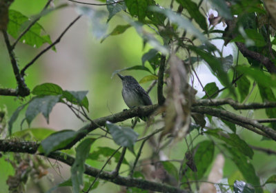 2db Spot-crowned Antvireo Dysithamnus puncticeps Cana 100214.jpg