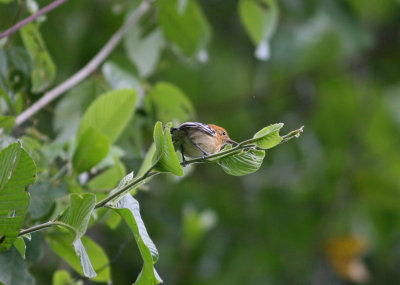 2dd Pacific Antwren Myrmotherula pacifica female Cana 100215a.jpg