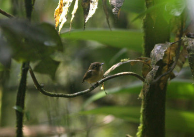 2fe White-throated Spadebill Platyrinchus mystaceus neglectus Pirre Mountain 100217.jpg