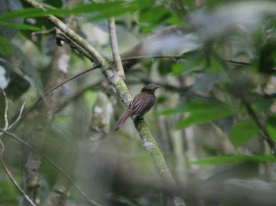 2ff Twistwing Brownish Flycatcher Cnipodectes subbrunneus panamensis Cana 100219.jpg